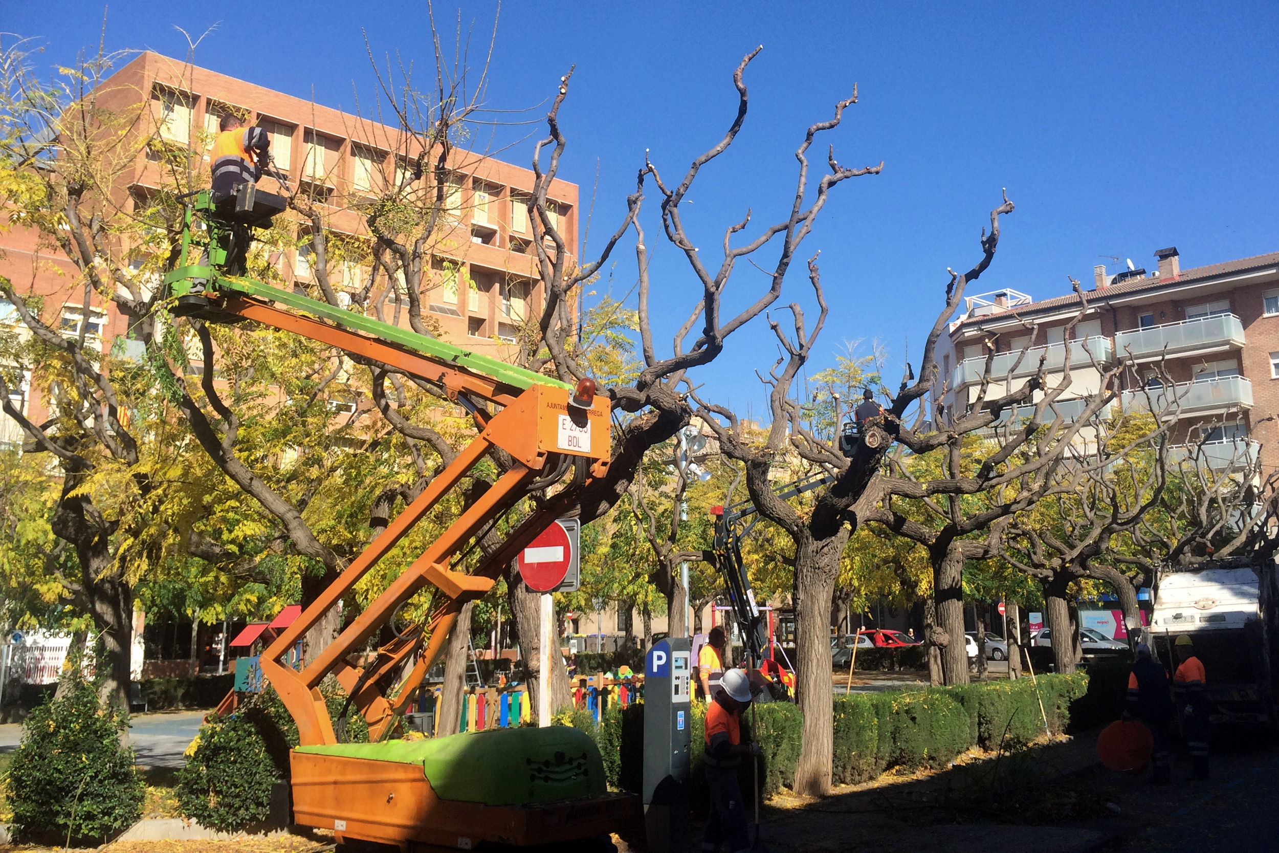 L’Ajuntament de Tàrrega inicia la campanya d’esporga d’arbres dels espais públics urbans