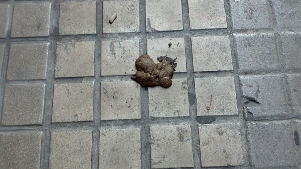 Tàrrega intensifica el control per fer complir l’ordenança de tinença d’animals i tramita 9 sancions per no recollir les deposicions canines