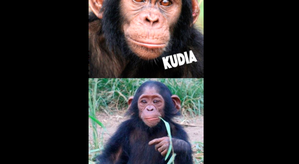 L’Agrat apadrina dos ximpanzés del Congo