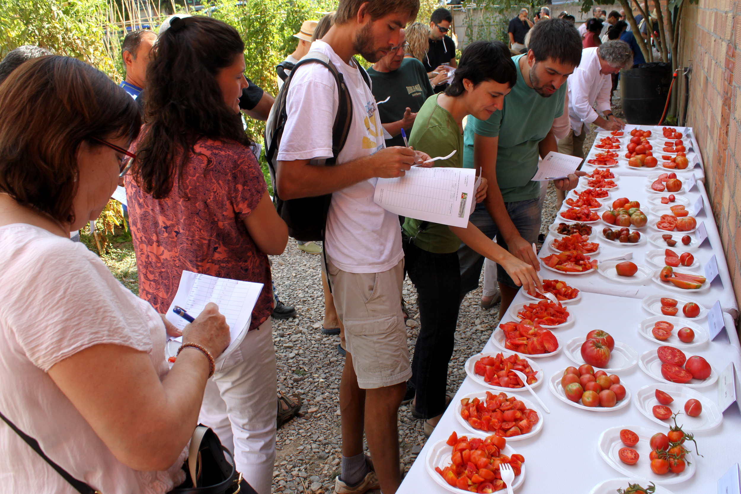 Èxit del tast de tomàquets als horts urbans socials de Tàrrega