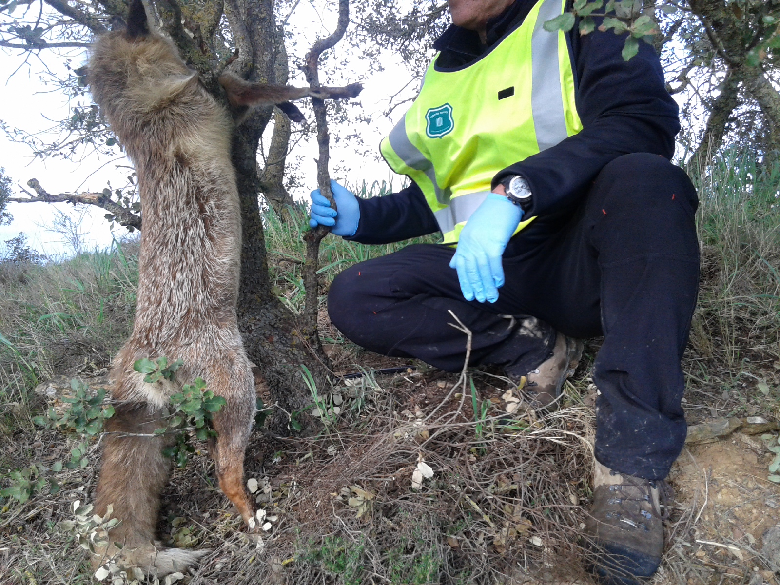 Els Agents Rurals intervenen 50 paranys per caçar furtivament a la Segarra