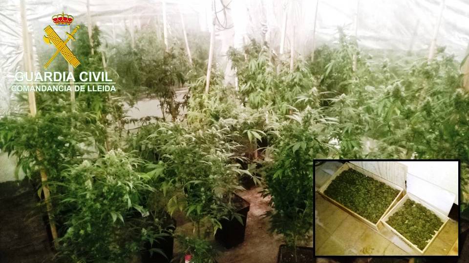 Detenen un home a la Segarra per cultivar més de 130 plantes de marihuana al seu domicili