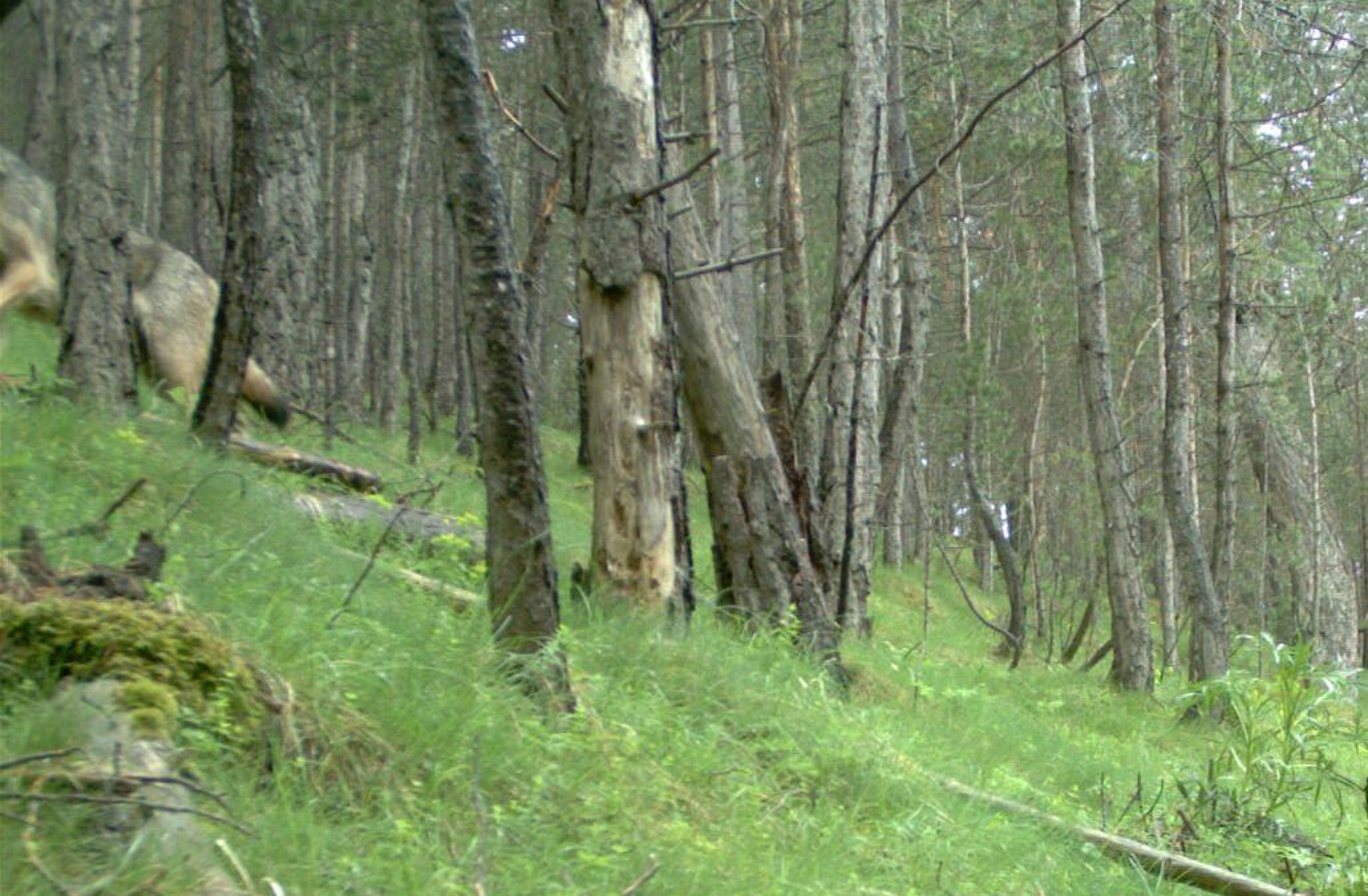 Detecten la presència d’un llop a la serra del Port del Comte