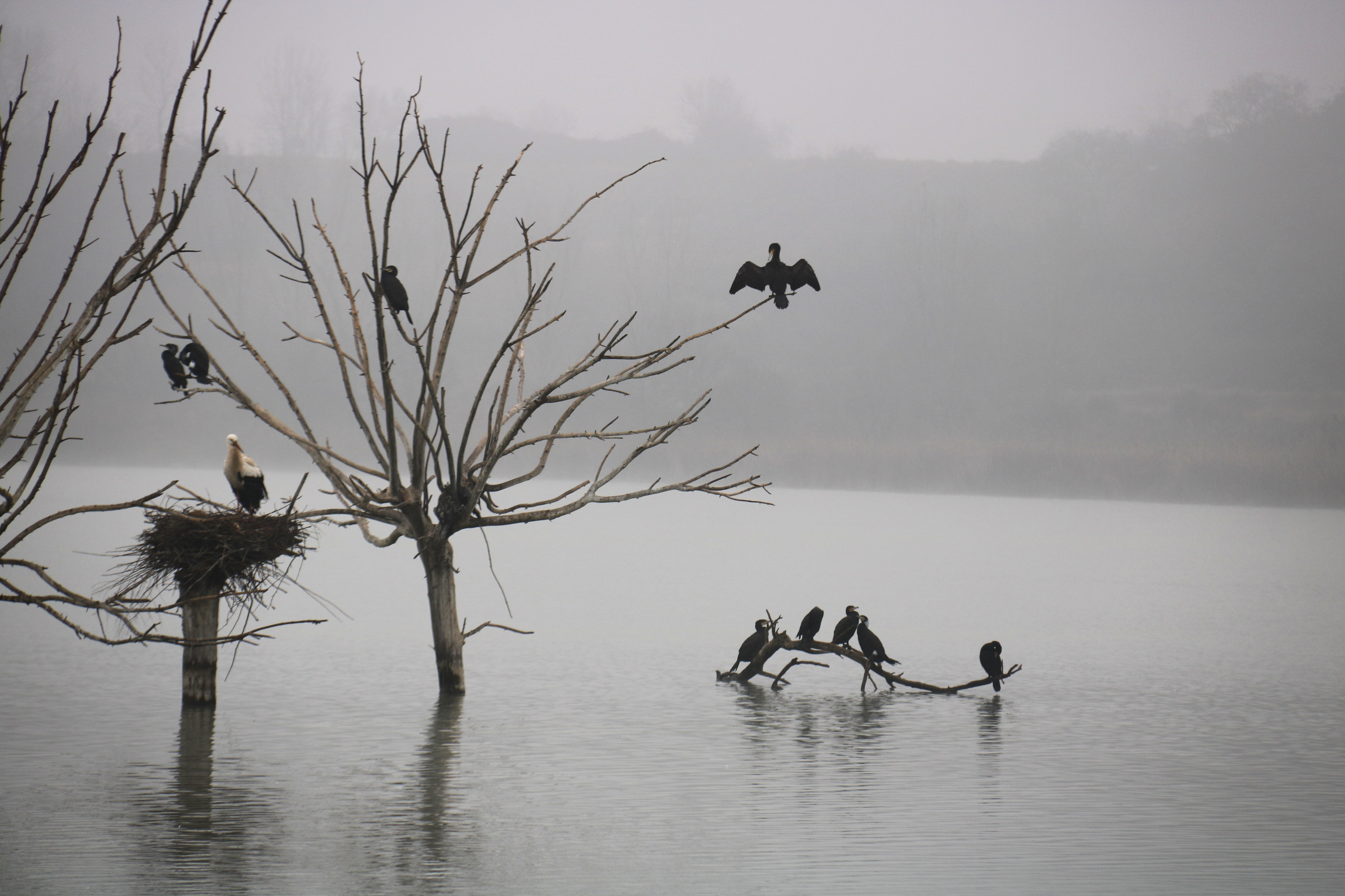 L’estany d’Ivars i Vila-sana mostra símptomes ”d’esgotament i pèrdua de valor ecològic”