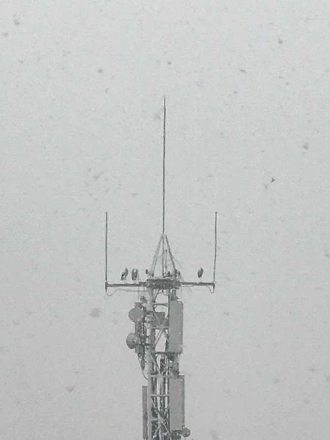 Telefònica retira els sistemes anti-cigonyes d’una antena propietat seva a Tàrrega