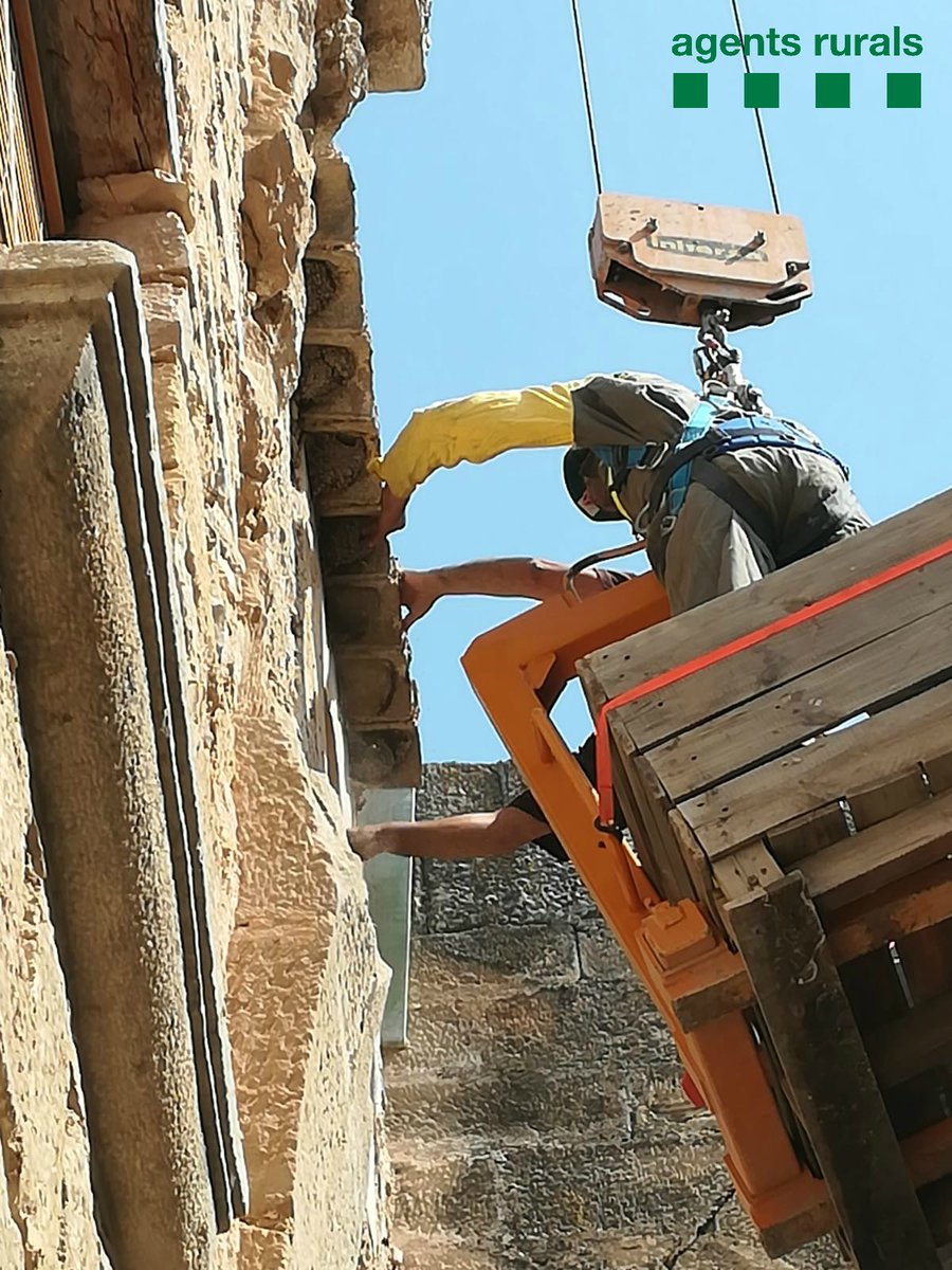 Reubiquen orenetes de cua blanca pel risc de despreniment de part d’un teulat al monestir de Vallbona de les Monges