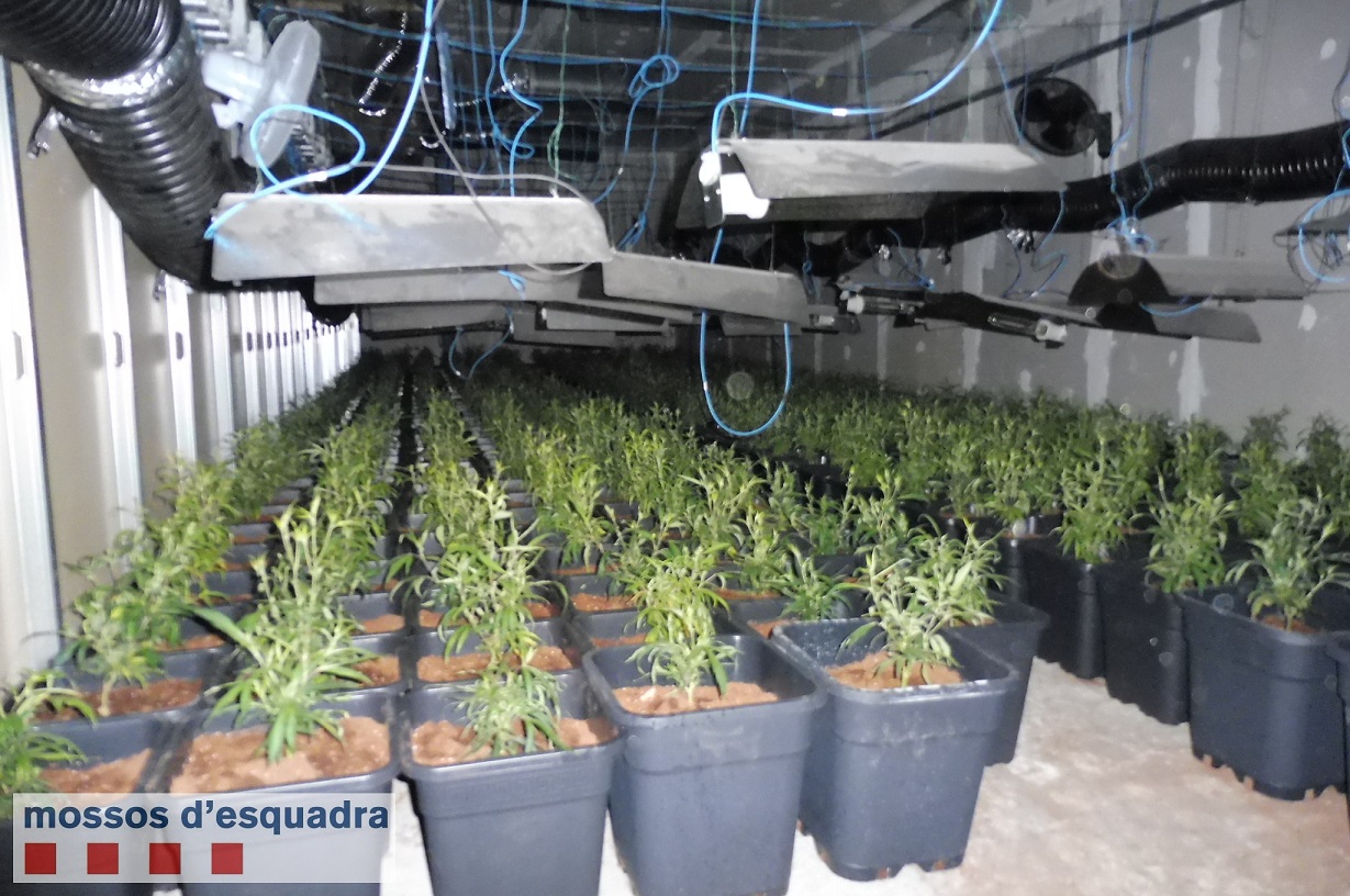 Els Mossos d’Esquadra detenen tres homes per cultivar 1951 plantes de marihuana en una nau industrial inactiva de la Segarra