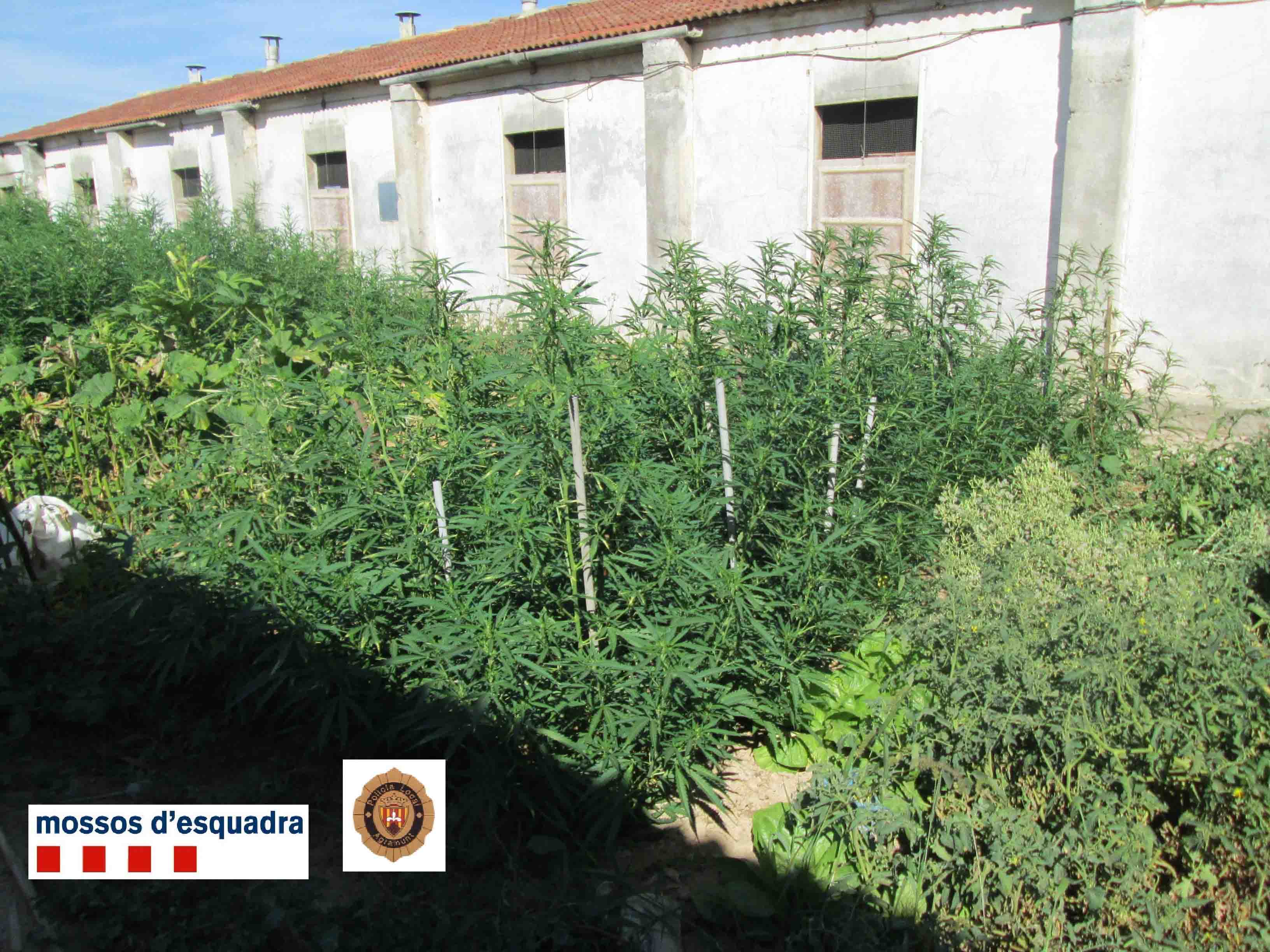 Els Mossos d’Esquadra detenen dues persones i desmantellen dues plantacions de marihuana en zones rurals d’Agramunt i Maials