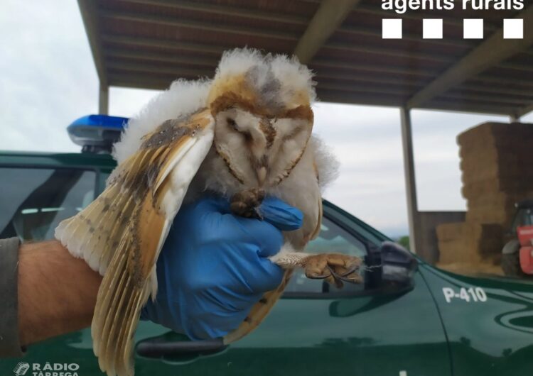 Els Agents Rurals rescaten un poll d’Òliba i una posta d’ous de Xoriguer a l’Urgell