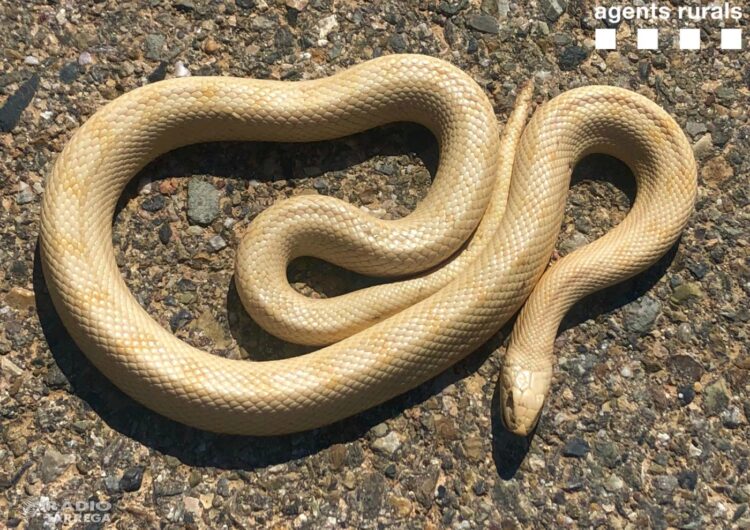 Els Agents Rurals descobreixen un exemplar de serp albina a Vallbona de les Monges