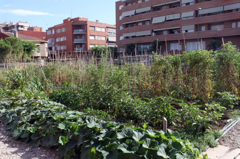 IMATGE D'ARXIU &middot; Els horts socials impulsats per l'Ajuntament de T&agrave;rrega
