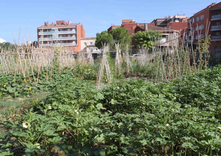 L’Ajuntament de Tàrrega ajorna fins l’any vinent el programa d’horts urbans a causa de la pandèmia