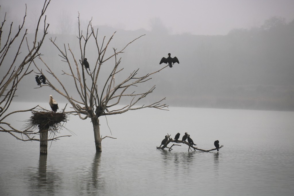 Pla mig on es poden veure diversos ocells aturats en uns arbres submergits a l'estany d'Ivars i Vila-sana, enmig de la boira, l'1 de febrer de 2018. (Horitzontal)