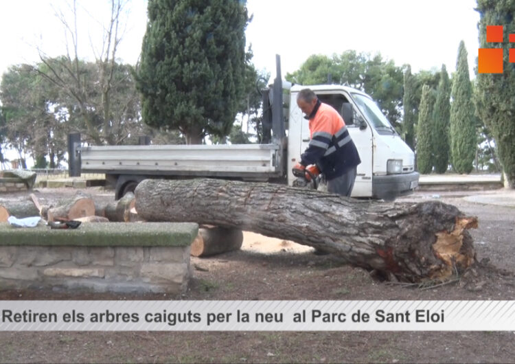 Retiren els arbres caiguts per la neu  al Parc de Sant Eloi