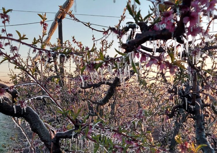 Les cooperatives agràries estimen que les gelades poden fer perdre la meitat de la collita de fruita de pinyol