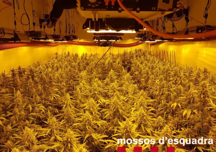 Els Mossos d’Esquadra detenen dues persones per cultivar 1.502 plantes de marihuana a l’interior d’un domicili de Guissona