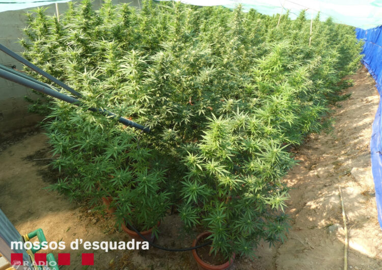 Els Mossos d’Esquadra detenen un home a l’Urgell per cultivar marihuana