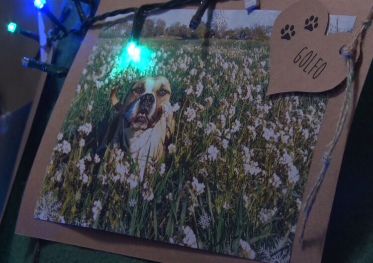 L’arbre de Nadal del Consell Comarcal convida a l’adopció dels animals de la canera comarcal