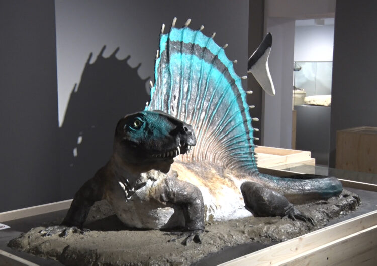 Una exposició al Museu Tàrrega Urgell dona a conèixer la diversitat geològica i biològica de la demarcació de Lleida