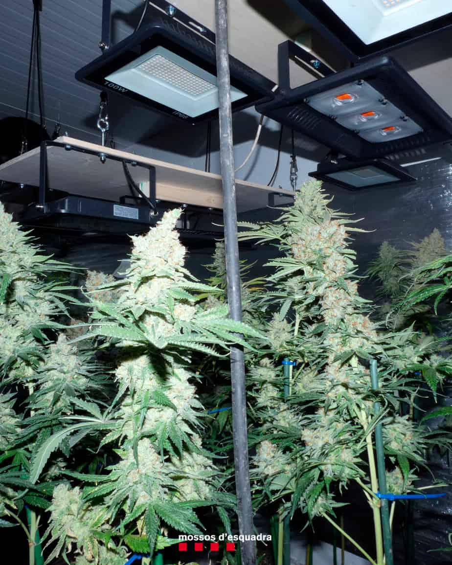 Els Mossos d’Esquadra detenen un home per cultivar 102 plantes de marihuana en una casa dels Omells de Na Gaia