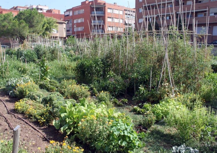 Èxit del nou programa d’horts urbans municipals de Tàrrega, que registra plena ocupació