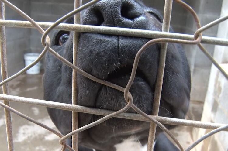 La Protectora d’Animals de Tàrrega s’apropa al col·lapse i fa una crida a la solidaritat