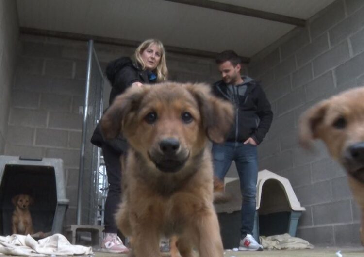 Primera adopció dels nou cadells abandonats a la Protectora d’Animals de Tàrrega