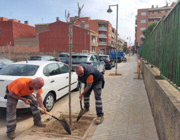 Tàrrega planta un centenar de nous arbres als carrers del Canal d’Urgell i Betlem