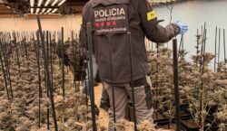 Els Mossos d’Esquadra detenen quatre persones per cultiu de marihuana…
