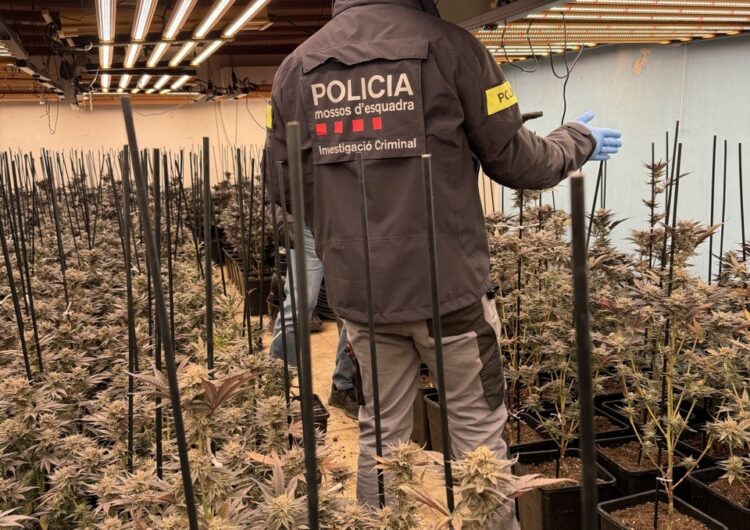 Els Mossos d’Esquadra detenen quatre persones per cultiu de marihuana a les comarques del Segrià, Noguera i Urgell
