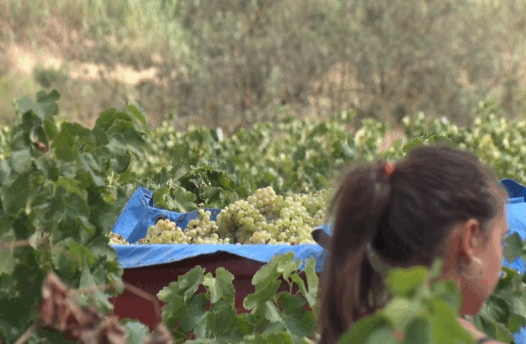 L’Olivera collirà 185.000kg de raïm durant la verema a la Vall del Corb