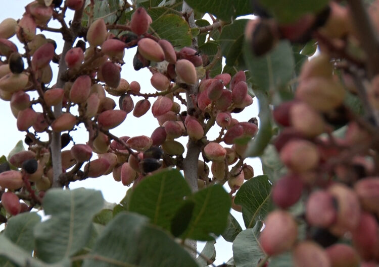 Bona perspectiva de collita de pistatxo a l’Urgell