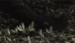 Un oli de L’Olivera de Vallbona de les Monges, entre&hellip;