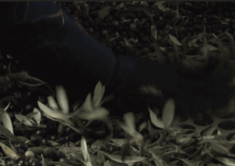 Un oli de L’Olivera de Vallbona de les Monges, entre els millors del món