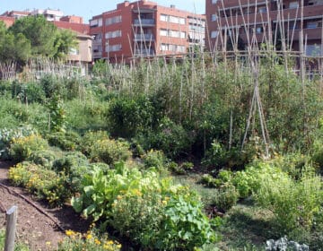 L’Ajuntament de Tàrrega obre la convocatòria per optar a fer ús dels horts urbans durant l’any 2026