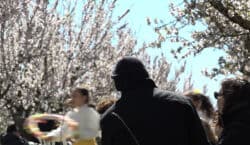 Preixana també viu la floració