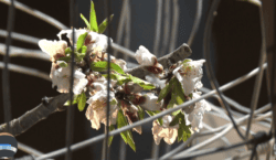 Art contra la guerra