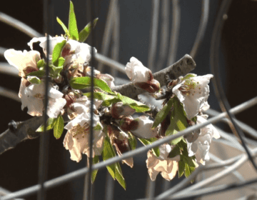 Art contra la guerra