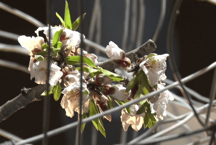 Art contra la guerra