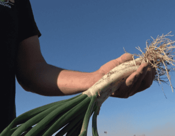 Guardians de les tradicions i del bon producte