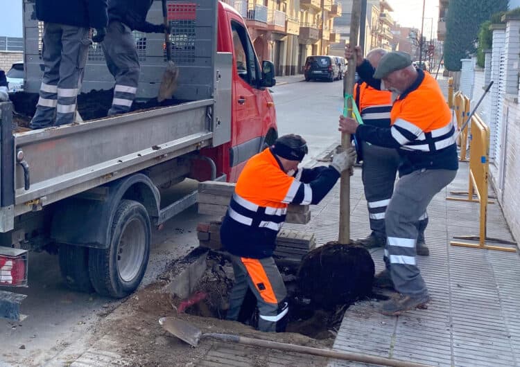 L’Ajuntament de Tàrrega renova arbrat als carrers del Canal d’Urgell i Betlem