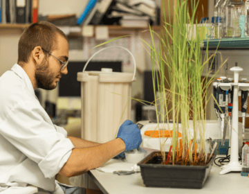 Lleida es reforça com a referent en recerca agroalimentària amb un centre pioner d’edició genòmica de cereals