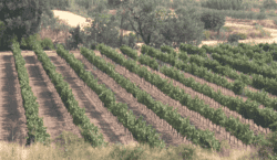 Més raïm, menys copes: el repte del sector vitivinícola