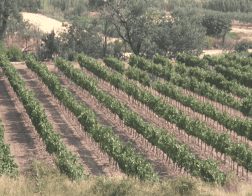 Més raïm, menys copes: el repte del sector vitivinícola