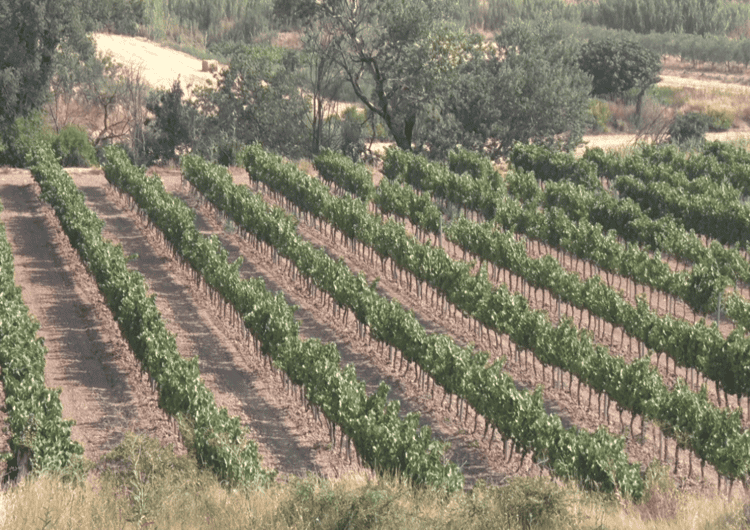 Més raïm, menys copes: el repte del sector vitivinícola