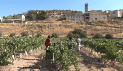 L’Olivera afronta una nova verema avançada per la calor extrema