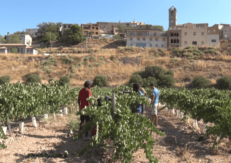 L’Olivera afronta una nova verema avançada per la calor extrema