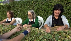 Vilagrassa celebra la 22a Fira de l’Ametlla amb homenatges, gastronomia i la tradicional pujada de sacs al campanar